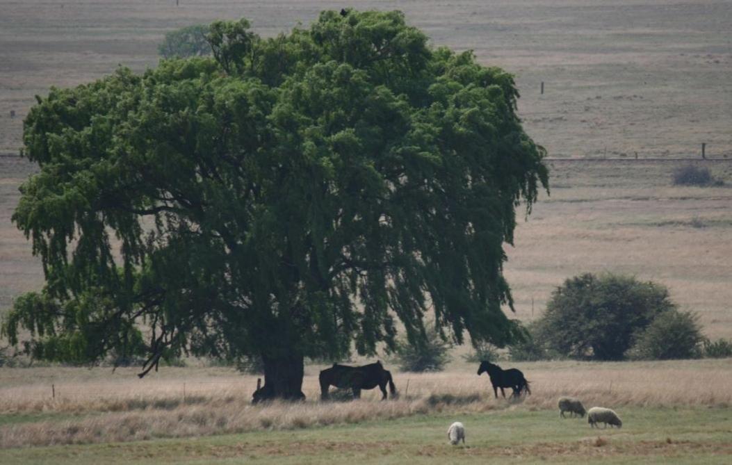 Forellenhof Guest Farm Wakkerstroom Exteriér fotografie